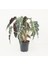 Fil Kulağı (Alocasia Polly) 20-40 cm 1