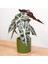 Fil Kulağı (Alocasia Polly) 20-40 cm 2