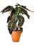Fil Kulağı (Alocasia Polly) 20-40 cm 3