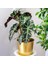 Fil Kulağı (Alocasia Polly) 20-40 cm 4