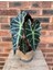 Fil Kulağı (Alocasia Polly) 20-40 cm 5