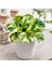 Alacalı Zümrüt Dalgası – Peperomia Obtusifolia 1