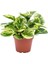 Alacalı Zümrüt Dalgası – Peperomia Obtusifolia 2