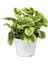 Alacalı Zümrüt Dalgası – Peperomia Obtusifolia 3