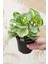 Alacalı Zümrüt Dalgası – Peperomia Obtusifolia 4