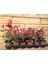 Bodur Alev Çalısı Photinia Red Nana 5 Adet 1