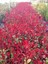 Bodur Alev Çalısı Photinia Red Nana 5 Adet 3