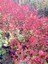 Bodur Alev Çalısı Photinia Red Nana 5 Adet 4