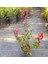 Bodur Alev Çalısı Photinia Red Nana 5 Adet 5