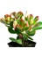 Para Çiçeği – Crassula Ovata 5 Adet 1