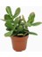 Para Çiçeği – Crassula Ovata 5 Adet 2