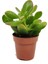 Para Çiçeği – Crassula Ovata 5 Adet 3