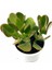 Para Çiçeği – Crassula Ovata 5 Adet 4