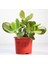 Para Çiçeği – Crassula Ovata 5 Adet 5