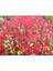 Bodur Alev Çalısı Photinia Red Nana 20 Adet 2
