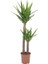 Yuka – Yucca 2’li 100-125cm 2