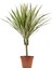 Madagaskar Dragon Ağacı – Dracaena Marginata -Alacalı Tek Gövdeli 4
