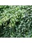 Hedera Helix – Orman Sarmaşığı 100 – 150 cm 4 Adet 2