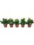 Kalanşo Çiçeği – Kalanchoe - 5 Adet Karışık Renklerde 1