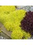 Sarı Sedum - Sedum Mexicanum 180 Adet 2