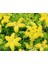 Sarı Sedum - Sedum Mexicanum 180 Adet 3