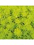 Sarı Sedum - Stonecrop Askılı Saksıda 3 Adet 1