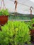 Sarı Sedum - Stonecrop Askılı Saksıda 3 Adet 2