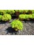 Sarı Sedum - Stonecrop Askılı Saksıda 3 Adet 3