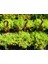Sarı Sedum - Stonecrop Askılı Saksıda 3 Adet 4