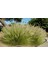 Pennisetum Çalısı 3'lü Set 1