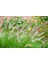 Pennisetum Çalısı 3'lü Set 3