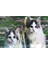 40×60 cm Resmi Su Ikili Kedi Sevimli Kediler Elmas Boyama 5d Yeni 1