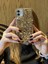 Apple iPhone 11 Uyumlu Lüks Gold Kristal Taşlı Kılıf 5