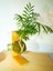 Areka Palmiyesi Kokedama, Areca Dypsis Lutescens Kokedama. 4