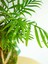 Areka Palmiyesi Kokedama, Areca Dypsis Lutescens Kokedama. 5