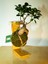 Bonsai Kokedama. 1
