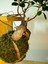 Bonsai Kokedama. 2