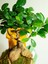 Bonsai Kokedama. 3