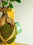 Bonsai Kokedama. 4
