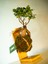 Bonsai Kokedama. 5