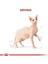 Tüysüz Sphynx Cinsi Yetişkin Kedi Maması 2 kg 4