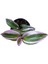 Tradescantia Nanouk Pembe Telgraf Çiçeği Fidanı Damat Pijaması 1