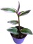 Tradescantia Nanouk Pembe Telgraf Çiçeği Fidanı Damat Pijaması 3