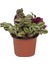 Telgraf Çiçeği (Tradescantia) 1