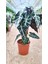 Alocasia Fil Kulağı 30-40 cm Ofis Salon Ev Bitkisi 1