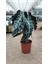Alocasia Fil Kulağı 30-40 cm Ofis Salon Ev Bitkisi 3