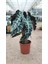Alocasia Fil Kulağı 30-40 cm Ofis Salon Ev Bitkisi 4