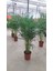 Areca Palmiyesi 130-150 cm Ev Ofis Salon Bitkisi 1