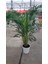 Areca Palmiyesi 130-150 cm Ev Ofis Salon Bitkisi 2