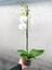 Beyaz Çiçekli Tek Dal Orkide Phalaenopsis 1
